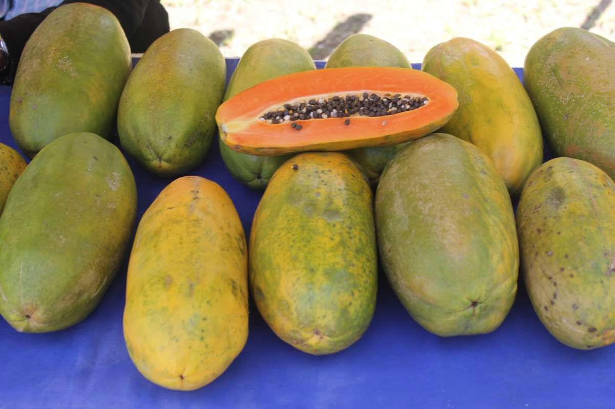 Harga Pepaya Melonjak Tajam di Bengkulu, Pedagang Lokal Kesulitan dalam Persaingan 