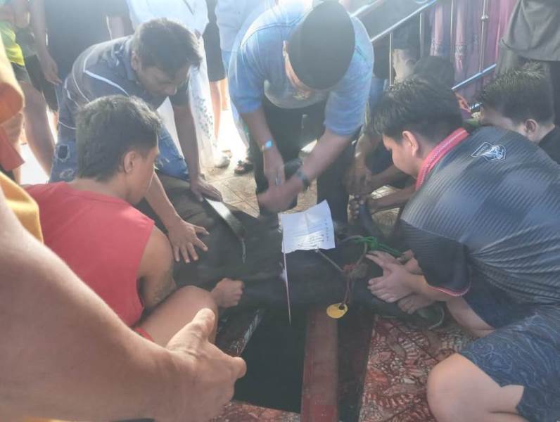 DPC Perwata Provinsi Bengkulu Berkurban 8 Ekor Sapi