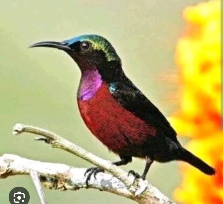 4 Keunikan Burung Kolibri Ninja, Nomor 1 Bisa Terbang Mundur, Jenis Betina Bisa Nyamar Jadi Jantan 