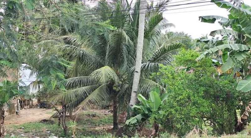 Ini Lo Manfaat dari Kelapa Hijau Yang Dirasakan Warga Kota Bengkulu