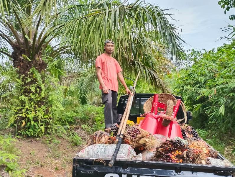 Ini Solusi Untuk Mengatasi Musim Trek Kelapa Sawit