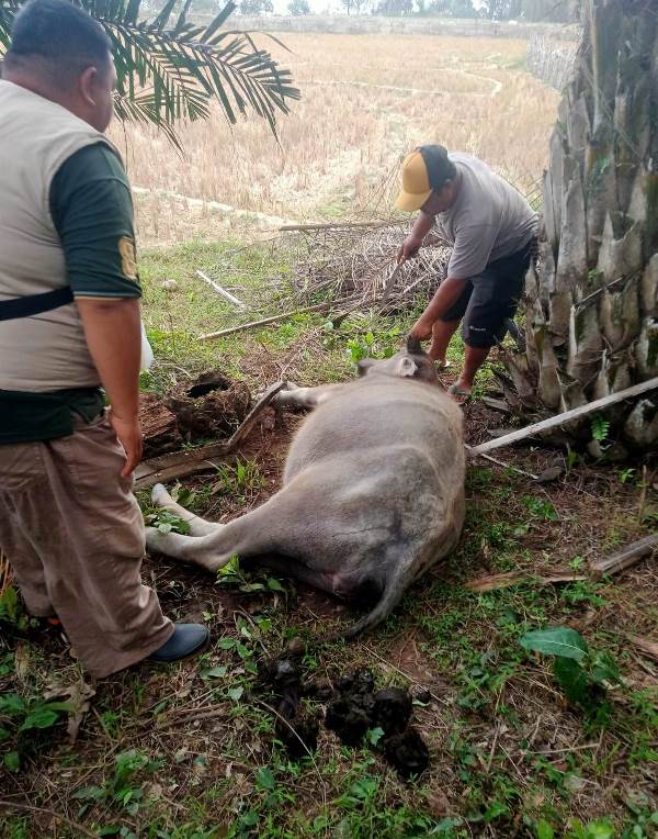 Waspada, 81 Ekor Ternak Sapi dan Kerbau Terkena Penyakit Ngorok di Kabupaten Kaur