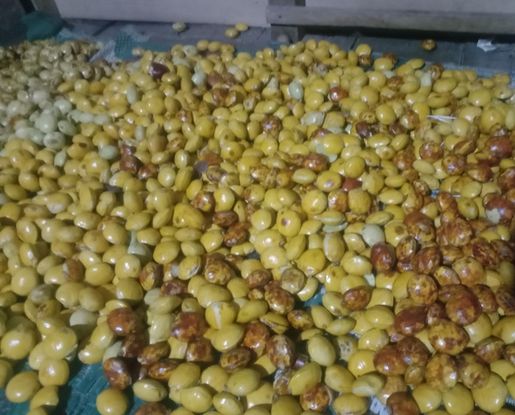 Harga Jengkol di Bengkulu Utara Sudah Tembus Rp 25.000 per Kg