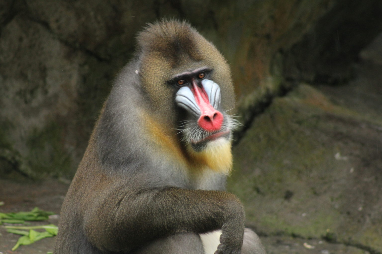 Monyet Terbesar di Dunia yang Paling Berwarna dari Afrika, Dikenal dengan Nama Monyet Dukun?