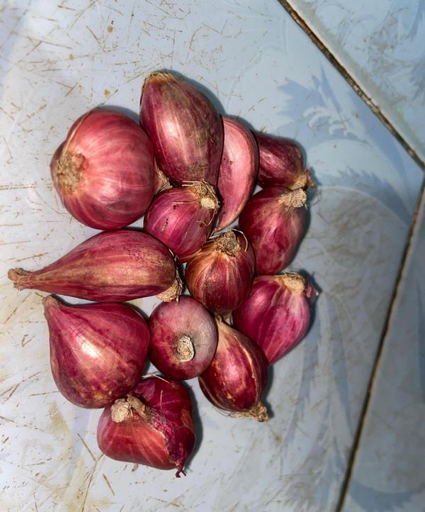 Ini Manfaat Bawang Merah Bila Dicampur Minyak Kayu Putih 