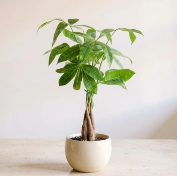 Di Samping Segar,  Tanaman Dipercaya Pembawa Hoki Ini  Wajib Ada di Rumah?