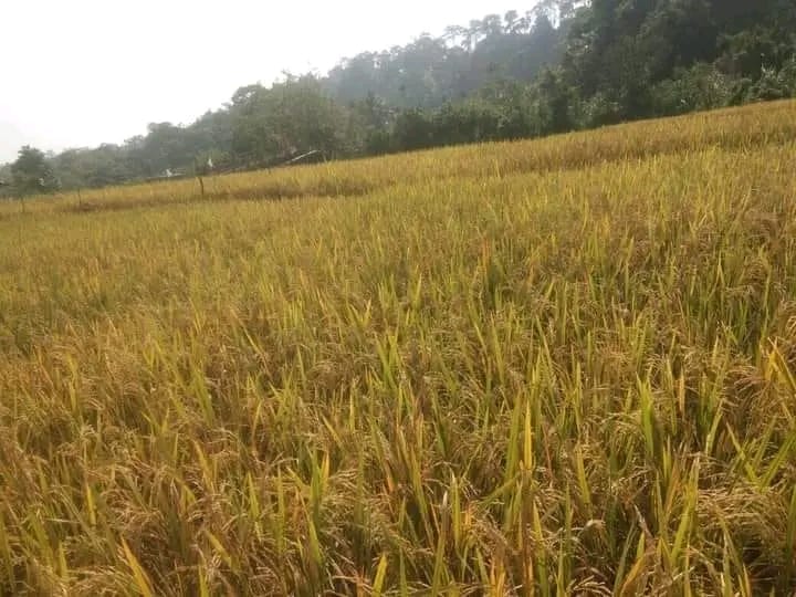 Harga Gabah Bengkulu Naik, Bagaimana Nasib Petani dan Ketersediaan Beras?