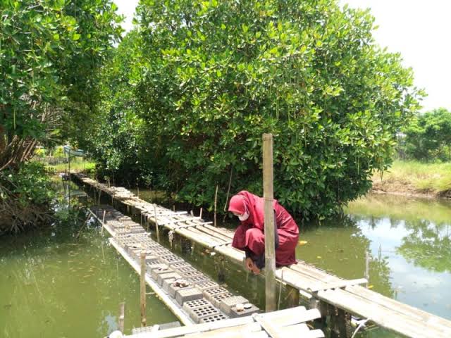 Kampoeng Kepiting Tempat Menikmati SeaFood di Kawasan Hutan Mangrove Cilacap