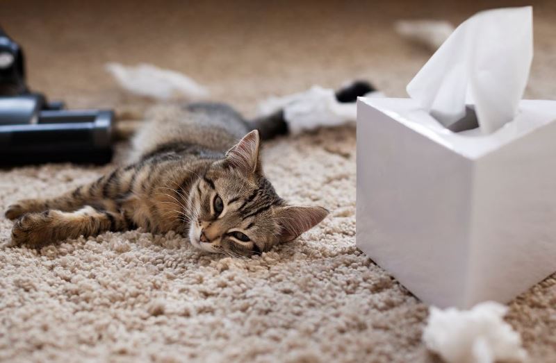 Ini Cara Mengatasi Kucing yang Susah Makan dan Rontok Bulunya
