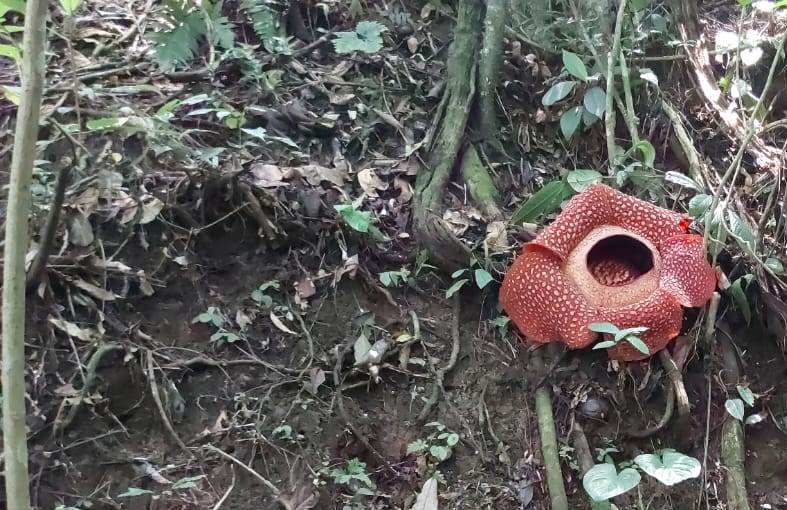 Dua Kuntum Bunga Rafflesia Arnoldi Mekar Sempurna di Taba Penanjung