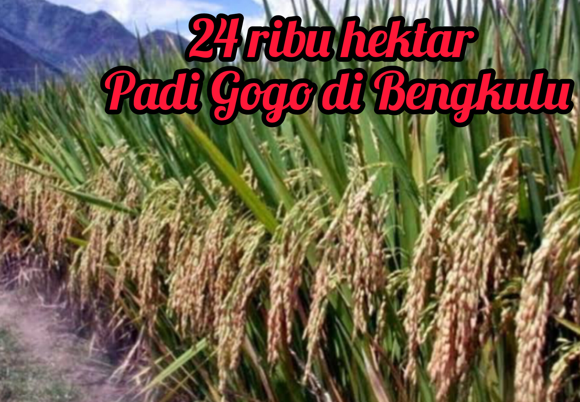 Bengkulu Mulai Tanam Padi Gogo, Pemprov Bengkulu dan Polda Kompak Wujudkan Swasembada Beras