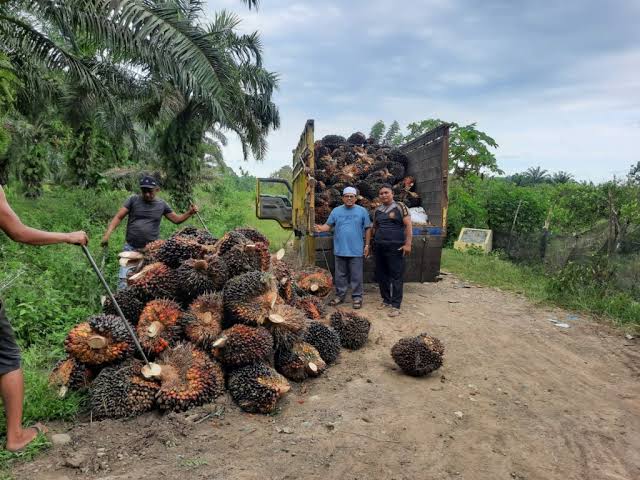 Harga TBS Sawit di Provinsi Bengkulu Terus Turun 