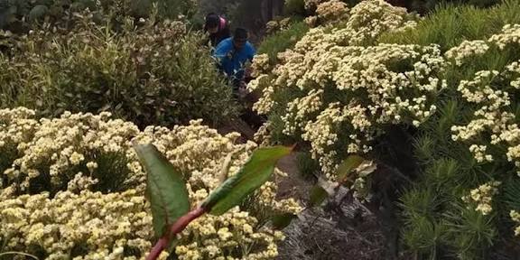 Menjemput Keabadian, Pesona Taman Edelweiss di Puncak Gunung Marapi