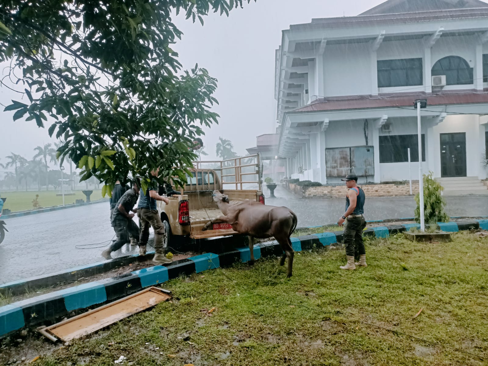 Anggota Satpol PP Bengkulu Selatan Tangkap Puluhan Ekor Sapi