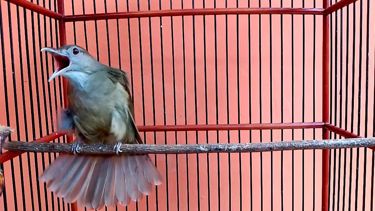 Supaya Gacor, Ikuti 5 Cara Merawat Burung Kapas Tembak