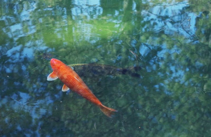 Ini Tips Memilih Filter Kolam Ikan Agar  Air Tetap Jernih