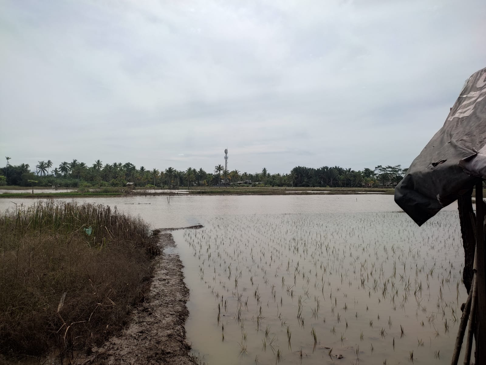 Akibat Banjir, Petani Sukamerindu Terancam Gagal Panen