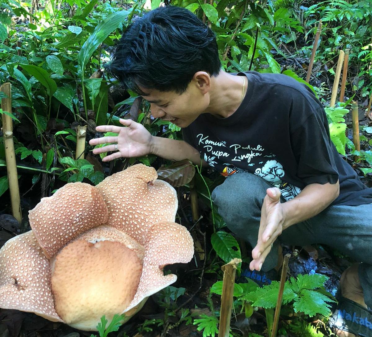 Bunga Rafflesia Mekar Sempurna Sampai Akhir Pekan ini, Jangan Lewatkan, Lokasinya Dekat Objek Wisata