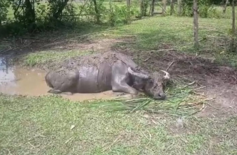 Rugi Besar, Peternak Benteng  Jual Kerbau Akibat Kena Wabah Ngorok