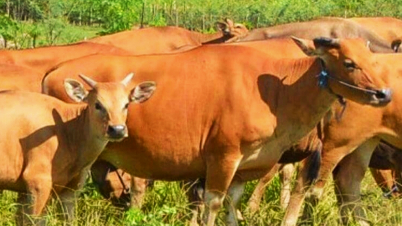 Hewan Kurban di Mukomuko Tahun 2025 Terdata 1.081 Ekor, Ada 3 Kecamatan di Atas 100 Ekor 