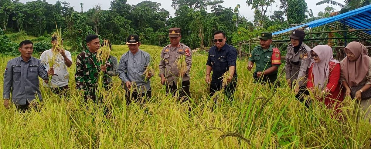 Desa Apoho Panen Raya   Varietas Padi Darat