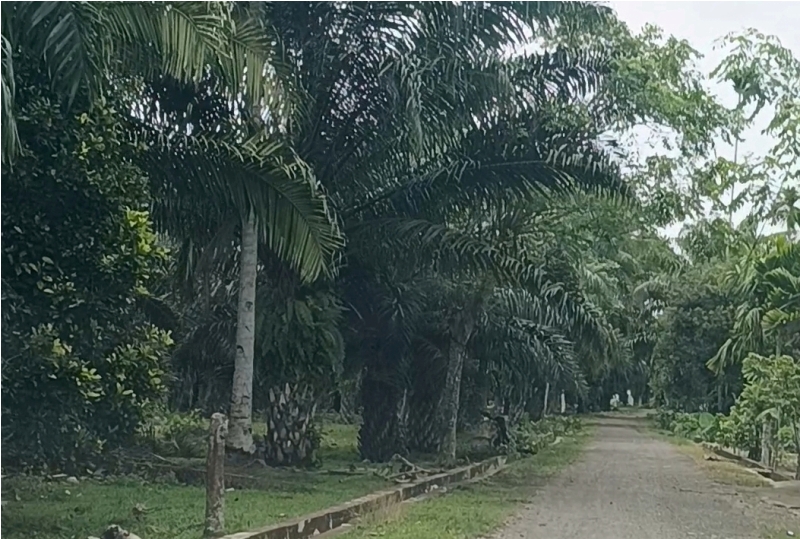 Terus Berlanjut,  Program Replanting di Bengkulu Selatan Tahun 2025 