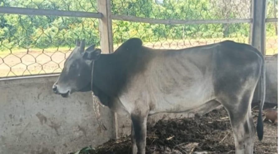 Satpol PP akan kembali Lelang Hewan Ternak Hasil Penertiban 2 Maret 2026