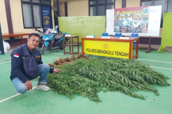 Polda Bengkulu Ungkap 4 Hektar Ladang Ganja, Para Tersangka Diadili