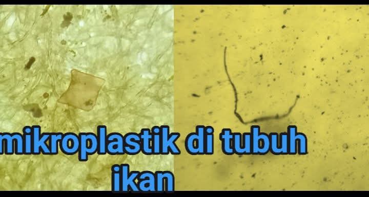 Era Mikroplastik Nano: Ancaman Tak Kasat Mata yang Berubah Menjadi Polutan Biologis