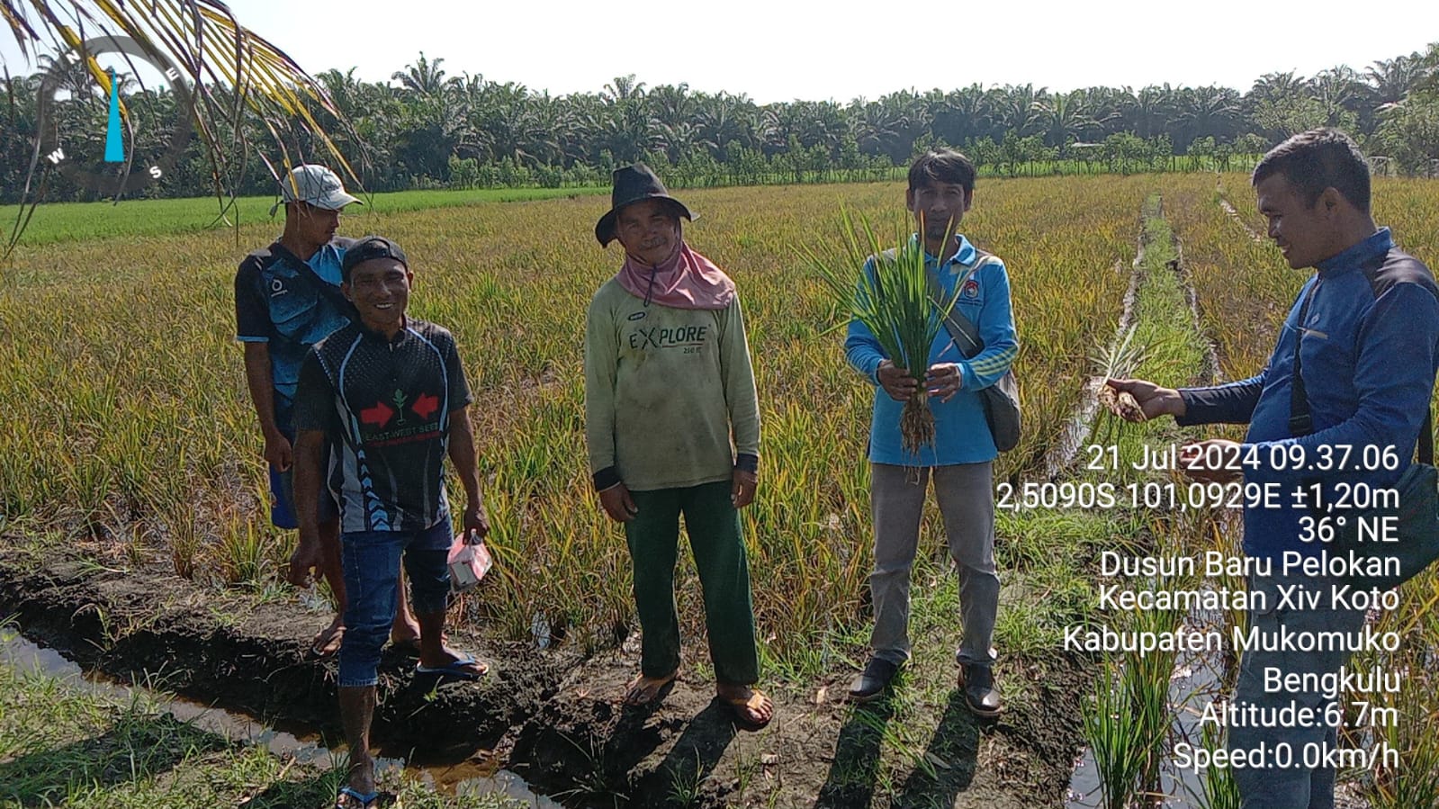 Tanaman Padi di Mukomuko Diserang Penyakit Hawar Daun dan Blas, Distan Ambil Tindakan