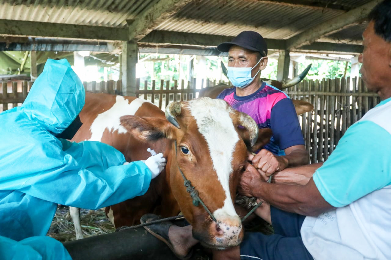 10.556 Ekor Sapi di Provinsi  Bengkulu Berisiko Terjangkit PMK