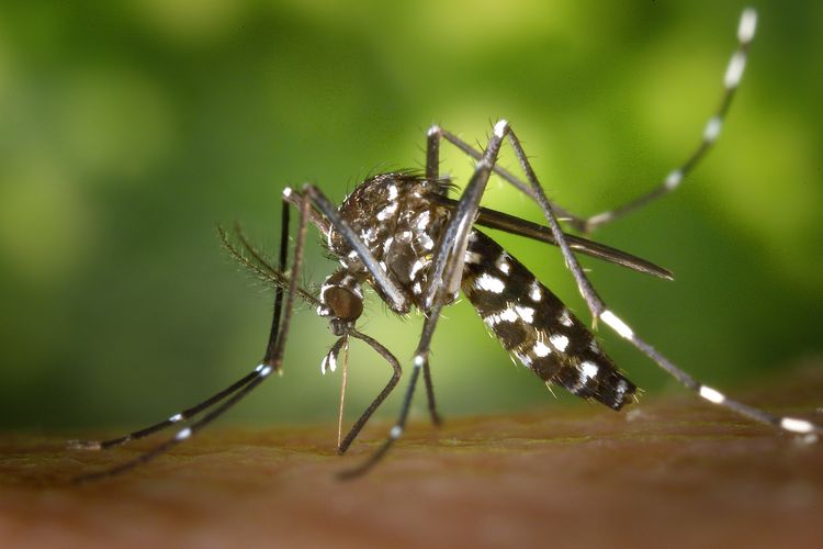 Awas, Jangan Percaya Hoax Tentang Nyamuk Bionik Wolbachia, Ini Penjelasan Kemenkes RI