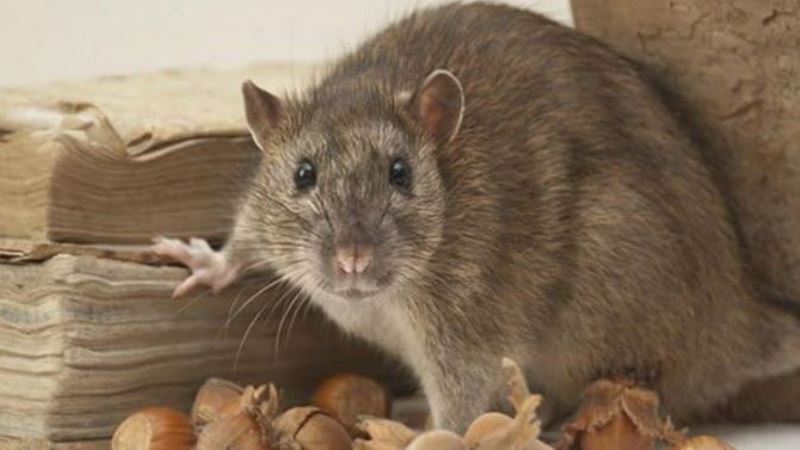  Ini Cara Alami Mengusir Tikus dari Plafon Rumah 