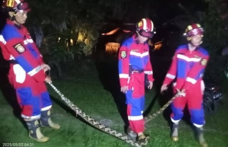  50 Ekor Ular Berhasil Dievakuasi Dinas Damkar dan Penyelamatan Kota Bengkulu