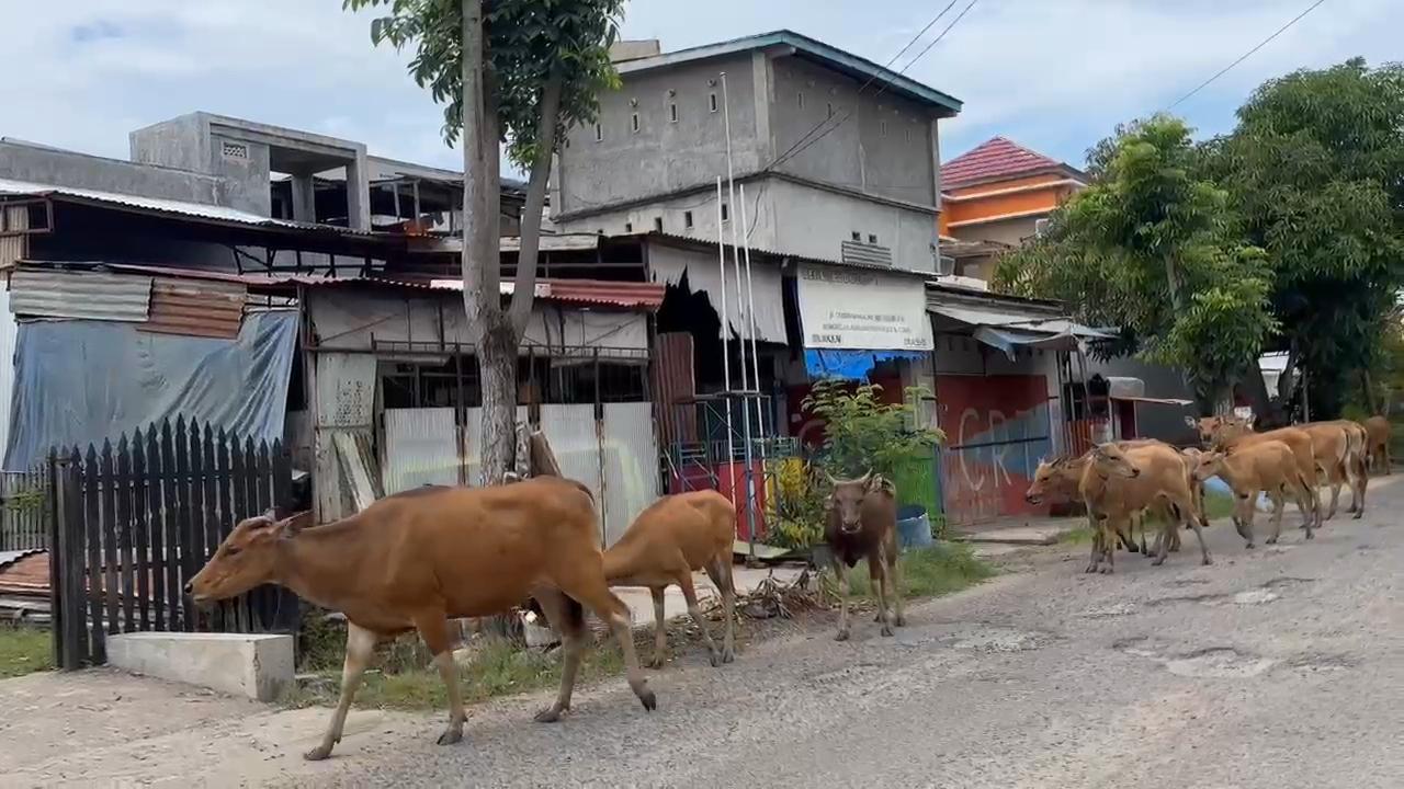 Ternak Dilepas Liarkan Masih Jadi Biang Kerok Kecelakaan, PM Minta Evaluasi Pejabat Satpol-PP