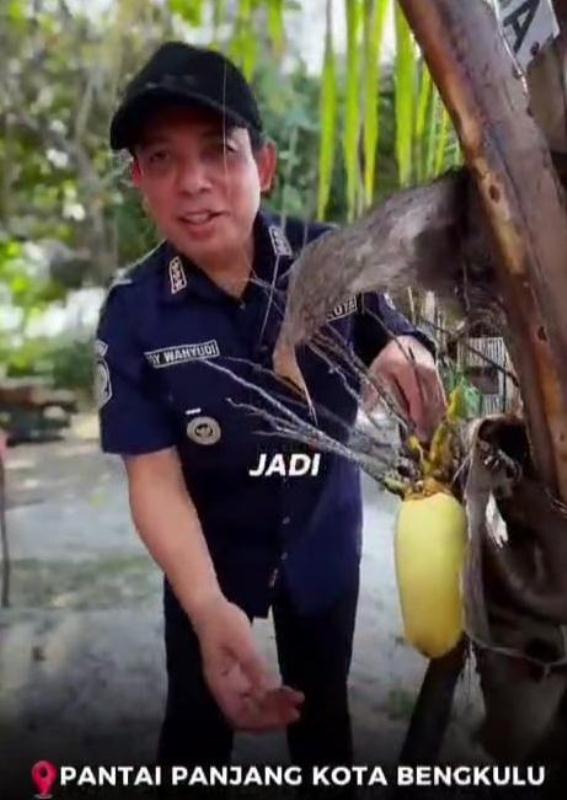 Walikota Bengkulu : Alhamdulillah, Kelapa Kita  Sudah Berbuah di Pantai Panjang