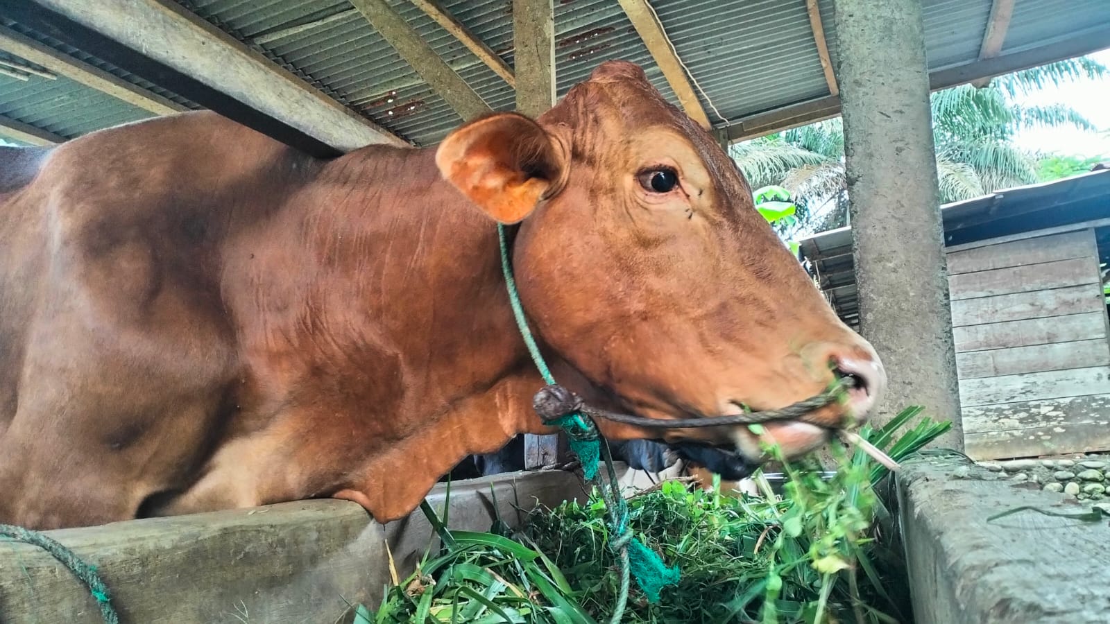 Populasi Sapi di Mukomuko Naik 2 Kali Lipat dan Sapi Mukomuko Dikirim Hingga ke Jambi