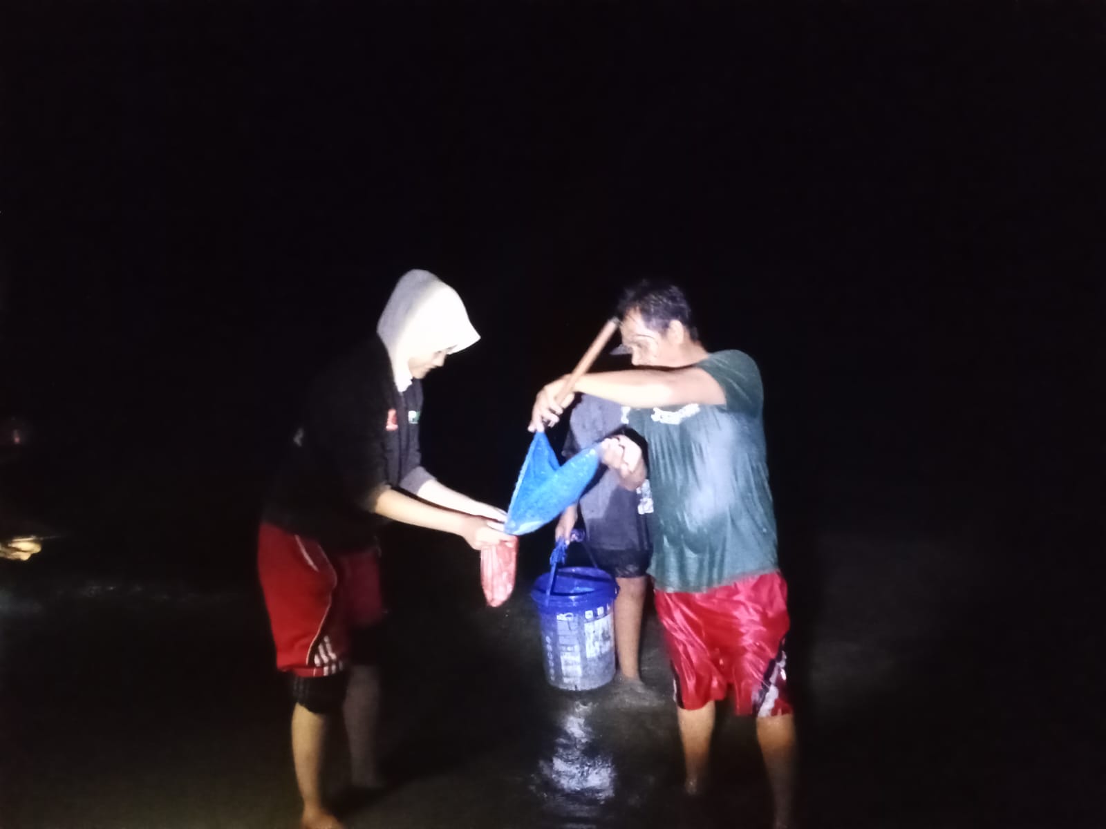 Peristiwa Tidak Lazim, Ikan Banyak Mendarat di Tepi Pantai Malabero Kota Bengkulu