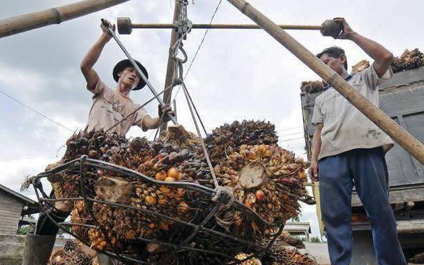 Dana Bagi Hasil Sawit Kabupaten Mukomuko Tahap 1 Cair Rp 7,5 Miliar, Sudah Masuk Rekening Kasda 