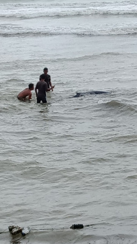 Warga Serangai Selamatkan Ikan Paus Yang Terdampar