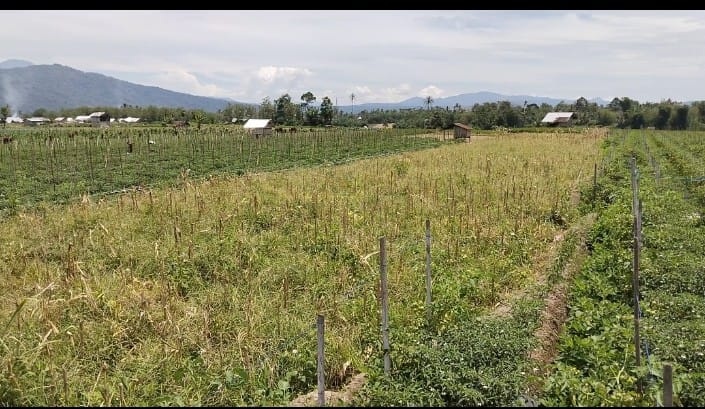  500 Hektar Lahan   Persawahan  Ditanam Sayuran