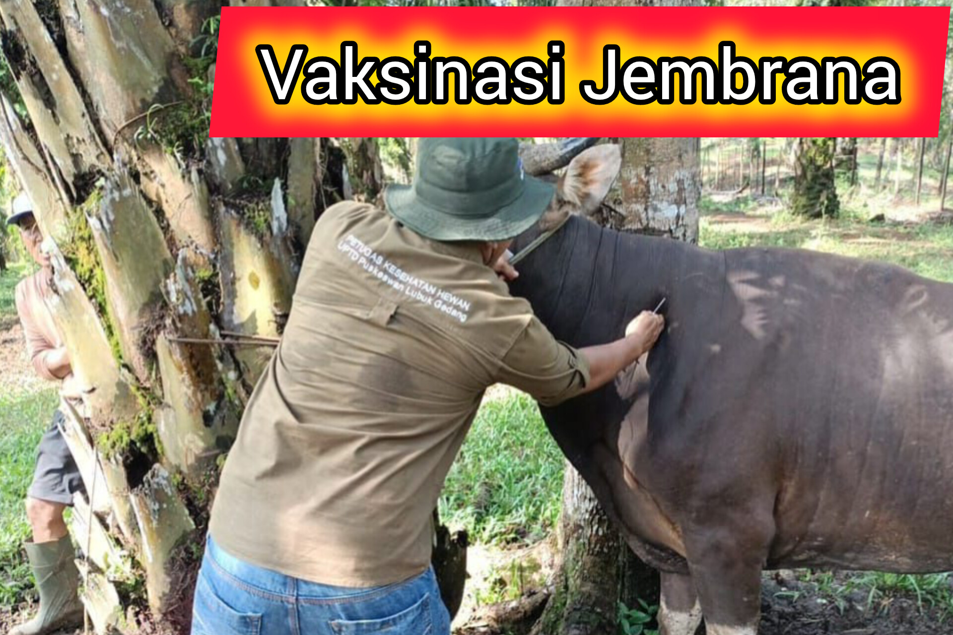 Begini Cara Mudah Mendapat dan Melakukan Vaksinasi Jembrana Untuk Ternak Sapi