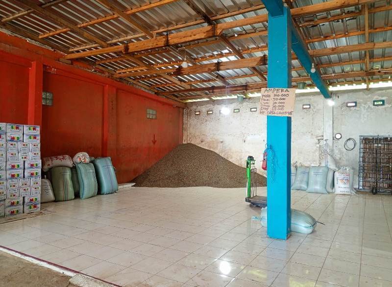 Kualitas Kurang, Harga Kopi  Kaur Anjlok 