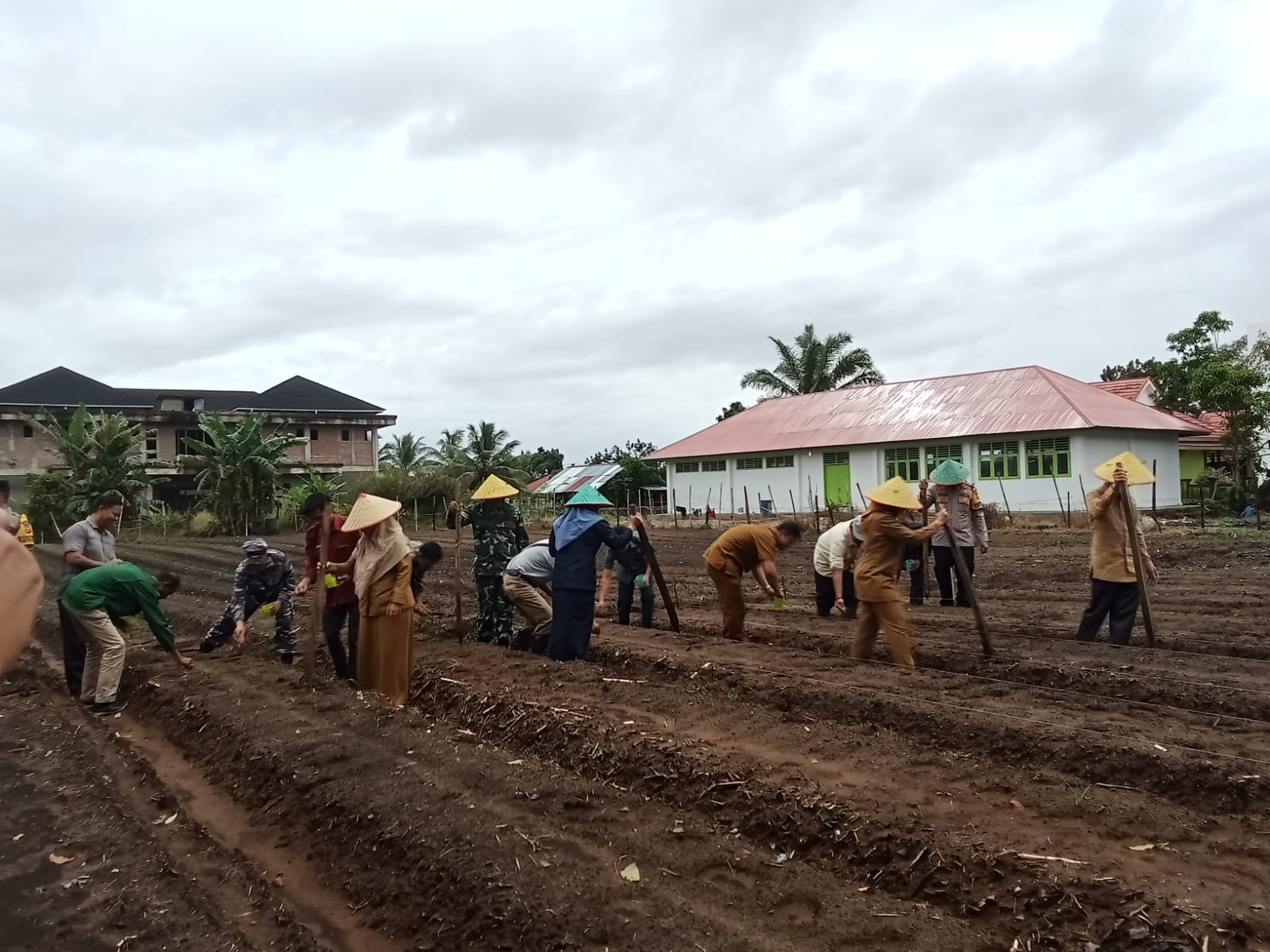 Target Tanam Jagung Semestinya Dibarengi dengan Target Produksi