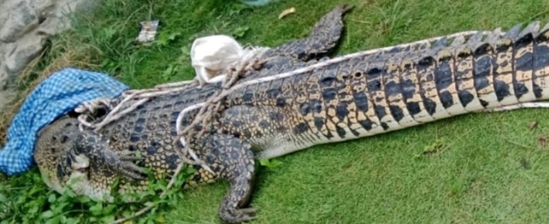 Bikin Geger,  Jaring Nelayan Pondok Kelapa Tangkap Seekor Buaya