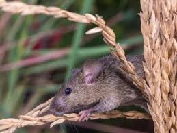 Tikus dan Wereng Buat  Petani di Kabupaten Seluma Tidak Bisa Tidur Nyenyak