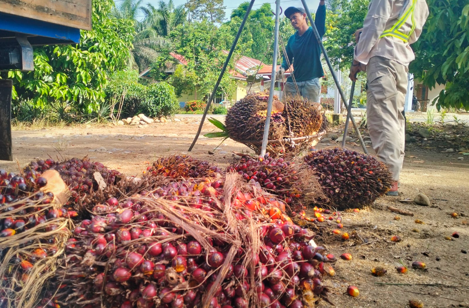 Ini Update Harga TBS Kelapa Sawit di Mukomuko