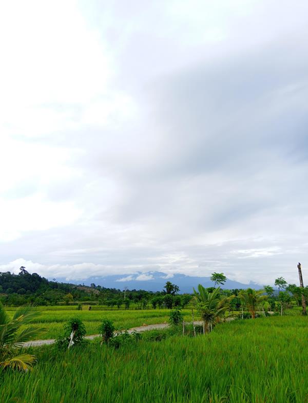 Harga Beras di Kedurang  Naik Mencapai Rp 45 Ribu per Cupak