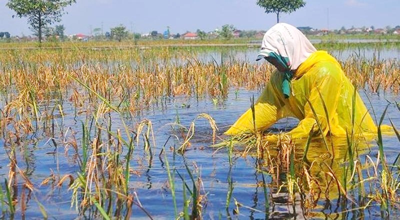  Wilayah Pertanian Bengkulu Selatan Menjadi Lokasi Rawan Banjir Ada 17 Titik