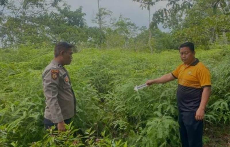 Polsek Air Besi  Cek Lokasi, Satpam Perkebunan Sawit  Diduga Ditembak OTD